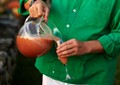 Bellini
