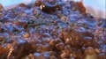 Culhane's Guinness beef stew