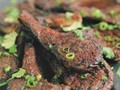 Yueyang spicy barbecued fish